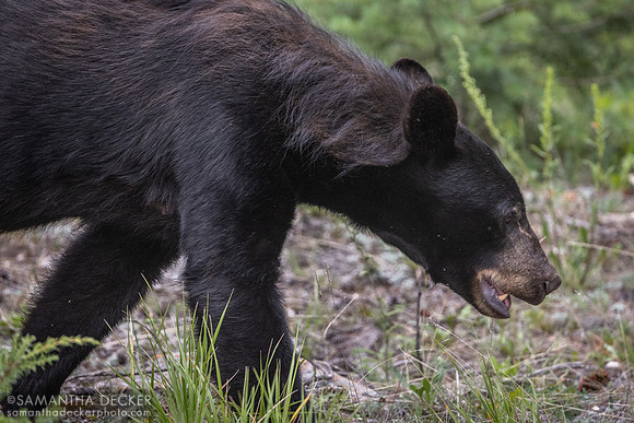 Black Bear, Jasper National Park