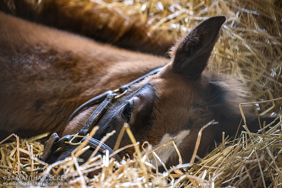 2025 Gun Runner - Pauline's Pearl filly, Stonestreet Farm, Lexington