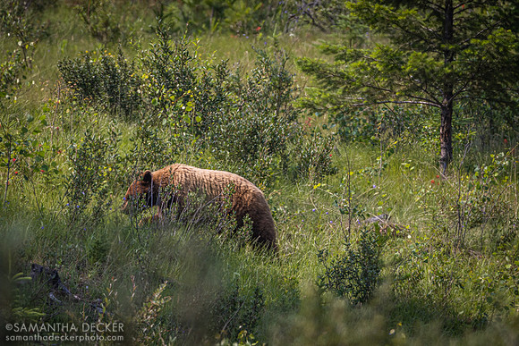 Grizzly Bear, Jasper National Park
