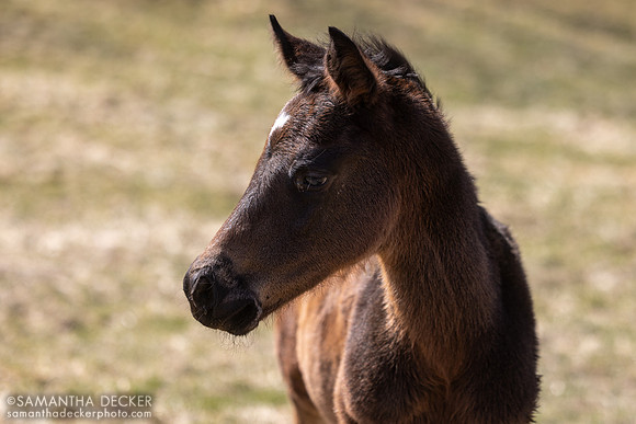 2025 Flightline colt out of Adorable Miss, Thirty Year Farm, Saratoga Springs, NY