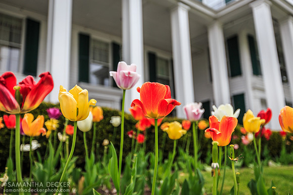 Tulips at the Equinox, Manchester, VT