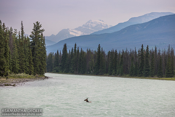 Elk in the Athabasca River