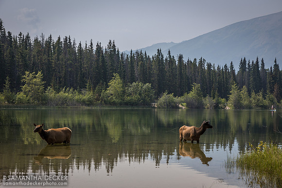 Elk in Pyramid lake, Jasper National Park