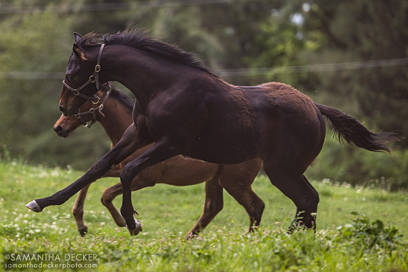 Independence Hall colt out of Seascape King for a Day colt out of Dinner for Two, Mahoney Eden Manor,