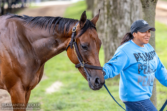 A horse being hot walked at the John Terranova barn