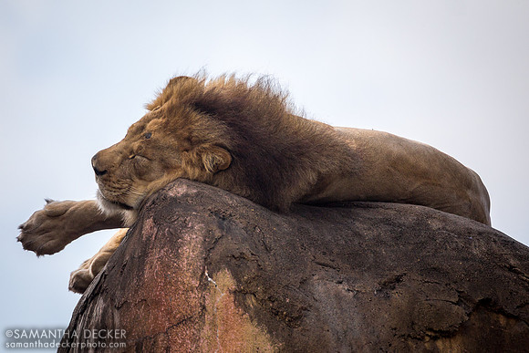 Sleeping Lion, Kilimanjaro Safaris, Disney's Animal Kingdom, Walt Disney World
