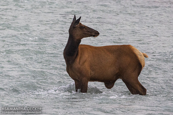 Elk in the Athabasca River, Jasper National Park