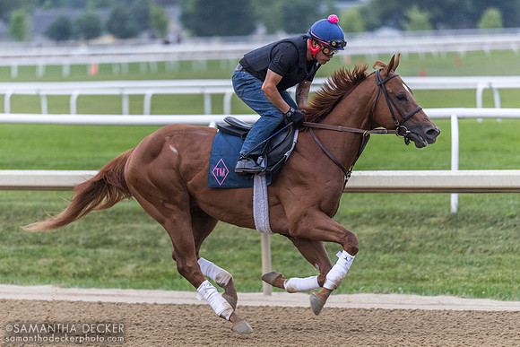 The Big Torpedo, entered in  NYSS Stakes
