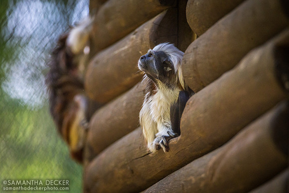 A Cotton-Top Tamarind Ponders Life, Disney's Animal Kingdom