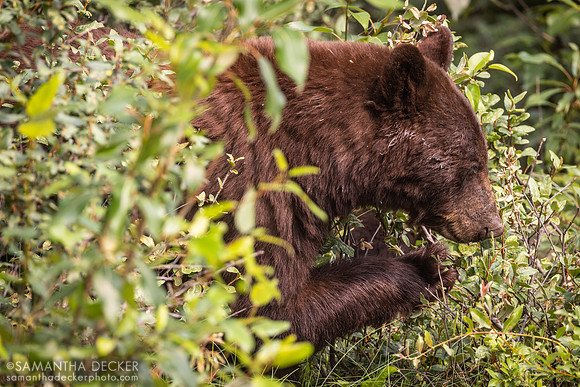 Black Bear, Jasper National Park
