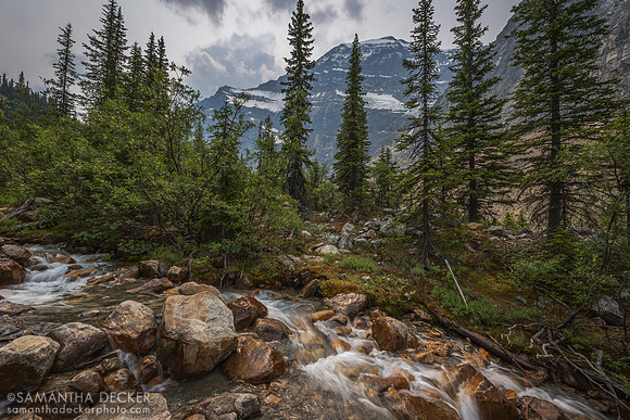 Path of the Glacier Trail, Jasper National Park