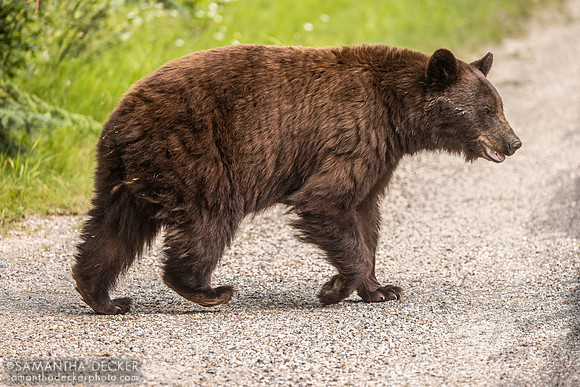Black Bear, Jasper National Park
