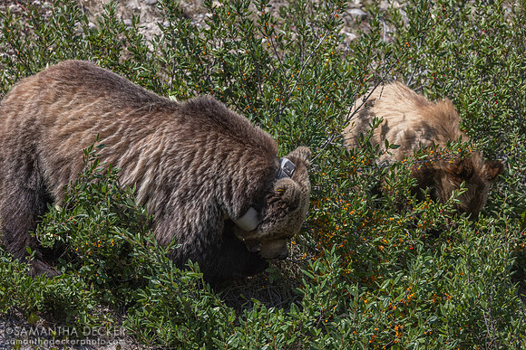 Grizzly Mother and Cub, Banff National Park