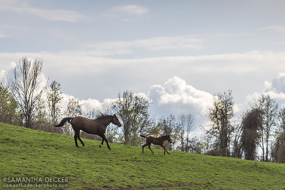 Gemini Witch and her Big Brown colt, 2023