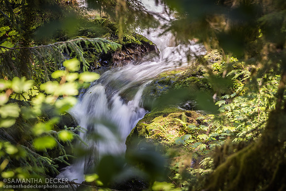 Quinault Rainforest Trail, Olympic National Park
