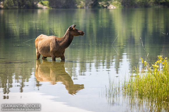 Elk in Pyramid lake, Jasper National Park