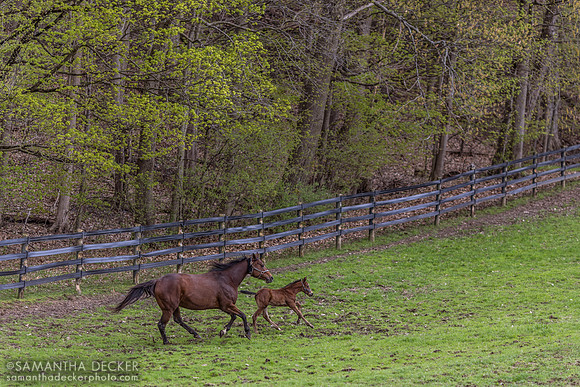 Gemini Witch and her 2023 Big Brown colt, Mahoney Eden Manor, Saratoga Springs, NY