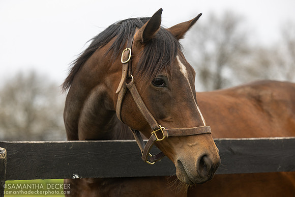 Ma'am, dam of Mystik Dan, Magdalena Farm, Lexington KY