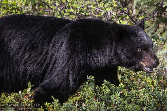 Black Bear, Jasper National Park