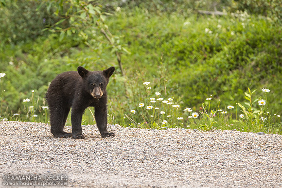 Black Bear Cub, Jasper National Park