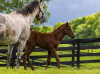 Heavenly Score and her 2025 Arabian Lion filly, Thirty Year Farm