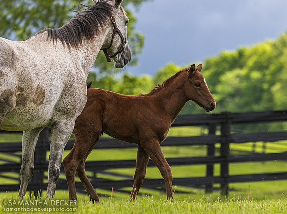 Heavenly Score and her 2025 Arabian Lion filly, Thirty Year Farm