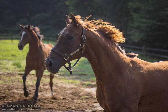 Commentator and Watchem Smokey, Old Friends at Cabin Creek