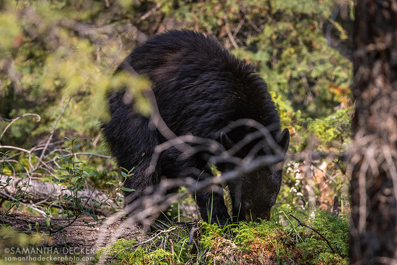 Black Bear at Maligne Canyon, Jasper National Park