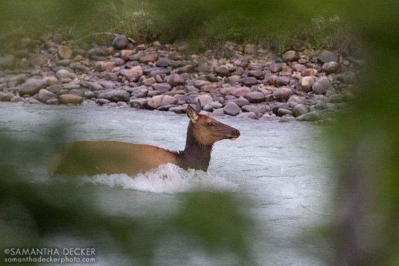 Elk in the Athabasca River, Jasper National Park