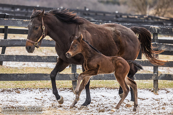Hildee John and her 2025 Vekoma Filly, Irish Hill Century Farm