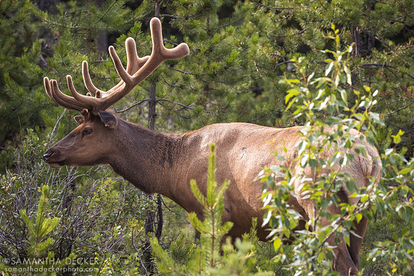 Elk, Jasper National Park