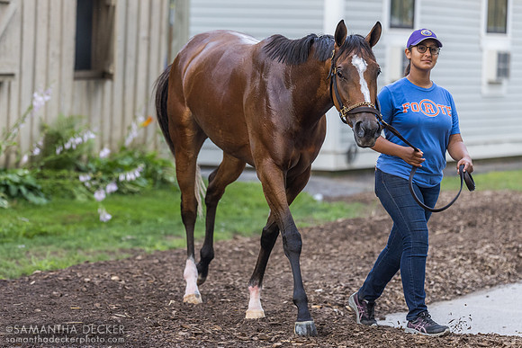 Leslie's Rose, Pletcher barn