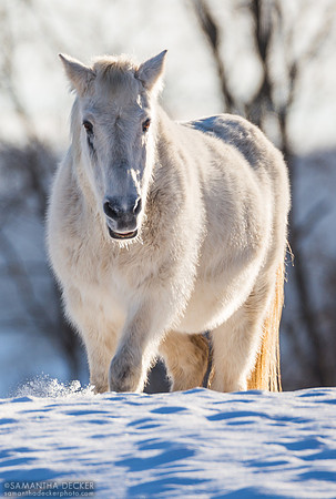 Luke of Nipper Knolls Equine Center