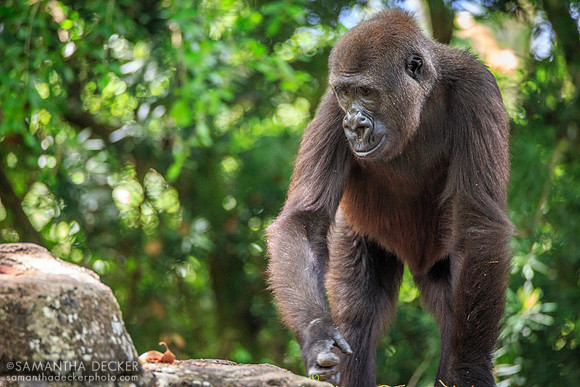 Gorilla, Pangani Forest Exploration Trail, Disney's Animal Kingdom