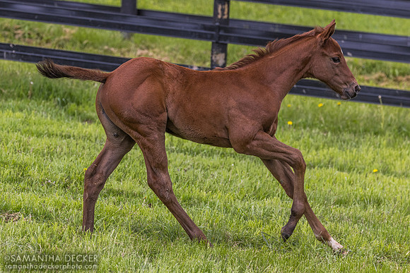 2025 Arabian Lion filly out of Heavenly Score, Thirty Year Farm