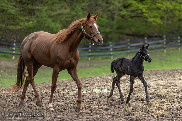 Lost Innocence and her 2023 Mendelssohn filly, Mahoney Eden Manor, Saratoga Springs, NY