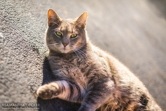 Neighborhood Cat, Saratoga Springs, NY