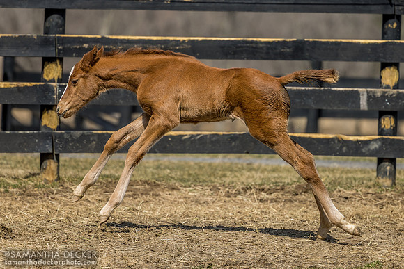 filly o/o Evening Primrose at 13 days old