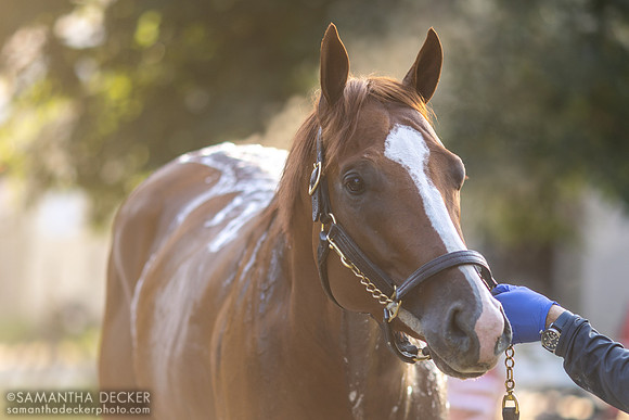 Kentucky Derby winner Mage gets a bath, 2023
