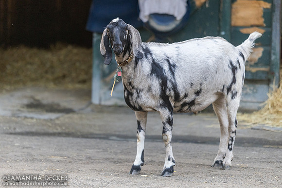 A goat at the Jorge Abreu barn - I'm sorry I did not get its name!