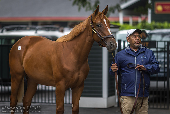 Yearling at Fasig-Tipton