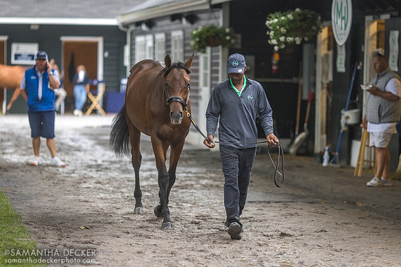 Yearling at Fasig-Tipton