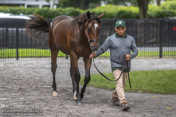 Yearling at Fasig-Tipton
