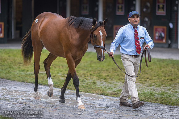 Rachel Alexandra's grandson at Fasig-Tipton