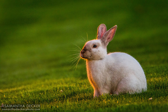 A Bunny at the Stephanie Inn, Cannon Beach, OR