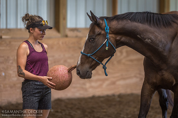 French Transition, Therapeutic Horses of Saratoga