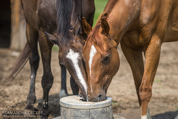 Forest Spirit and French Transition, Therapeutic Horses of Saratoga