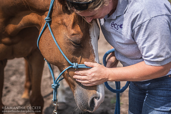 Kate gives Fantastic Shirl a Pet at Therapeutic Horses of Saratoga