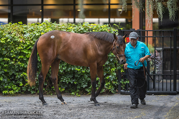 Yearling at Fasig-Tipton