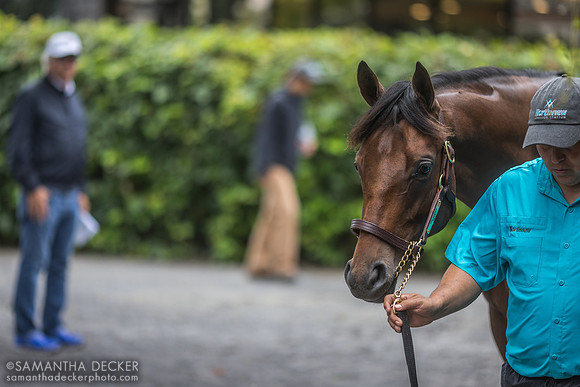 Bob Baffert eyes a yearling at Fasig-Tipton